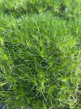 Sagina subulata Green Irish Moss